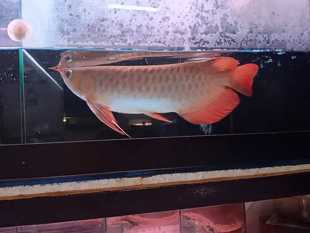 Arwana,super red 40 cm