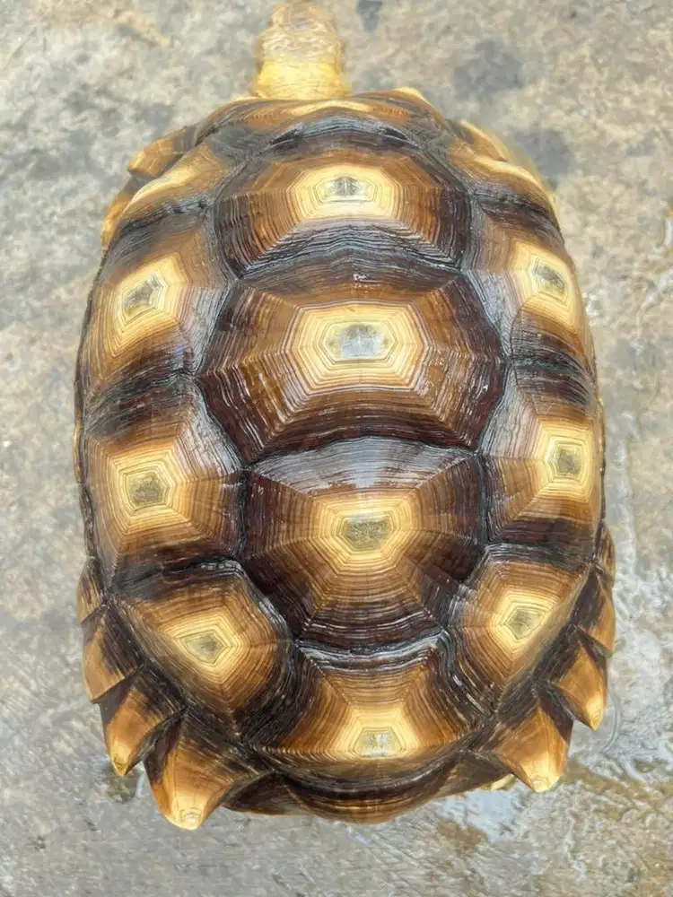 Sulcata murah bagus