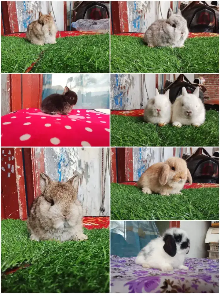 Peternak kelinci lucu