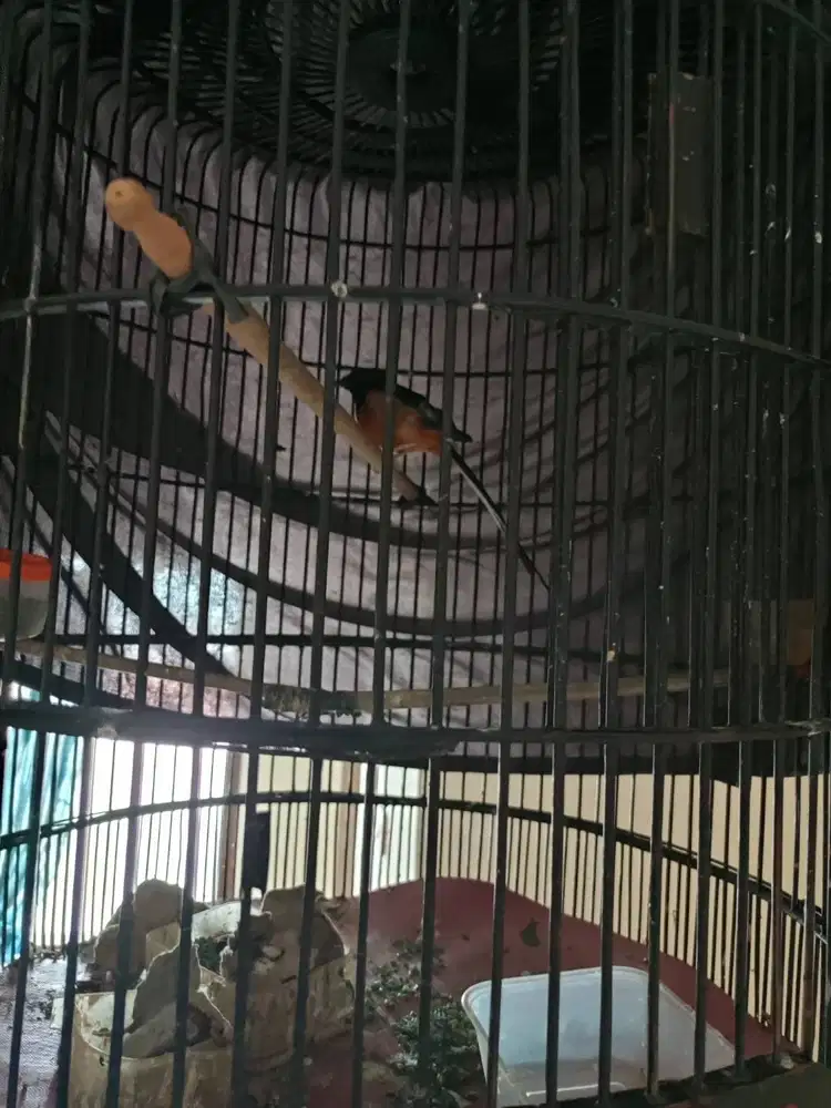 Murai batu pe 21 1.3jt