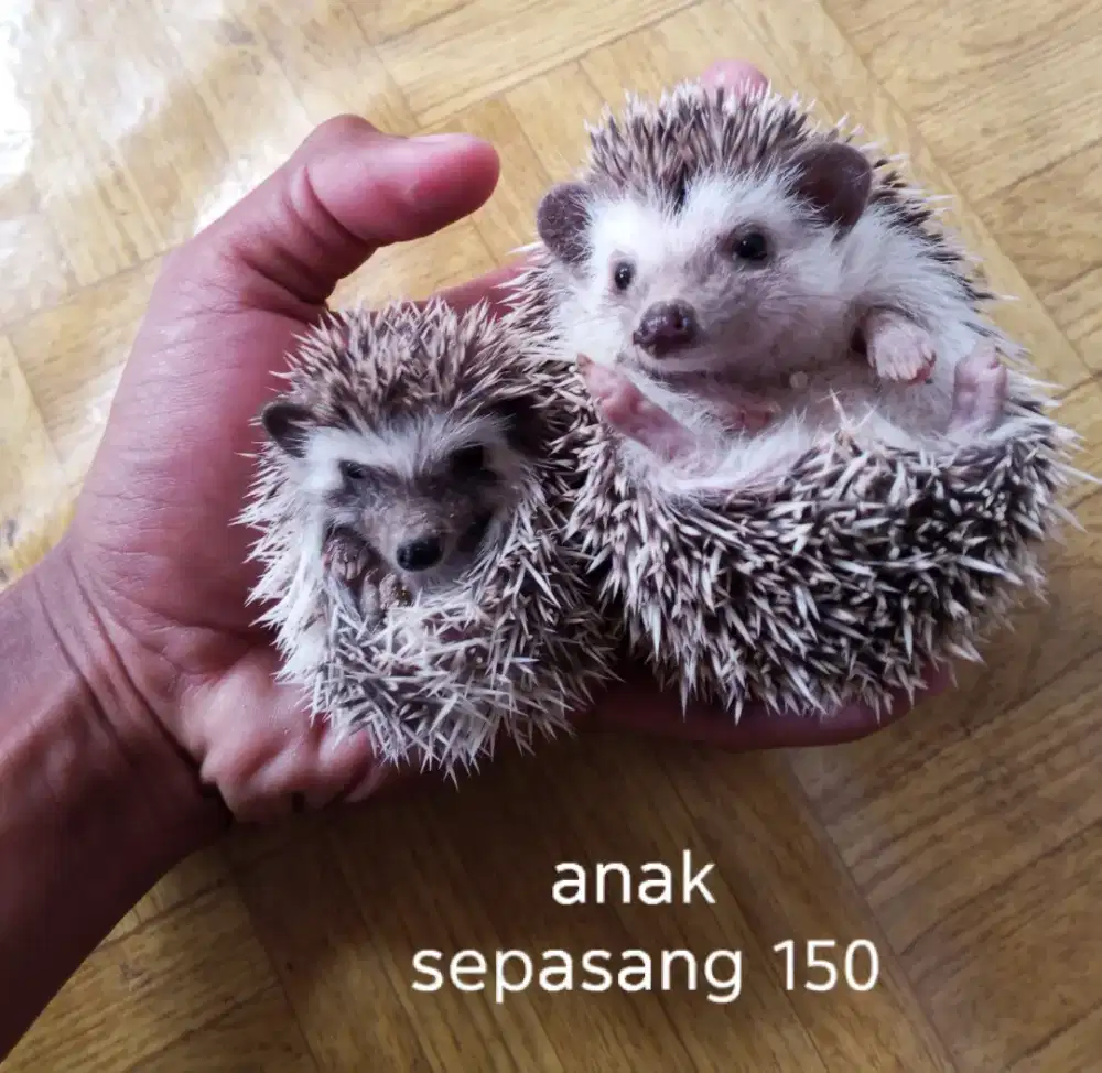 Landak mini anak dan indukan