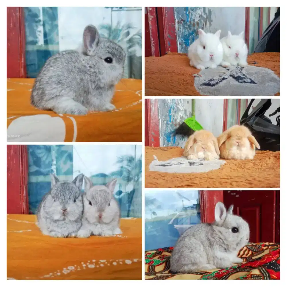 Peternakan kelinci lucu
