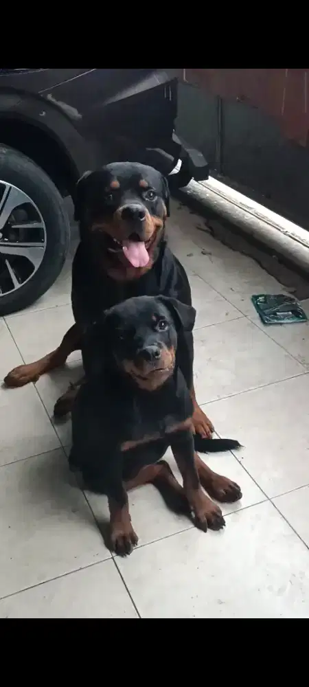 SEPASANG ROTWELER MUDA