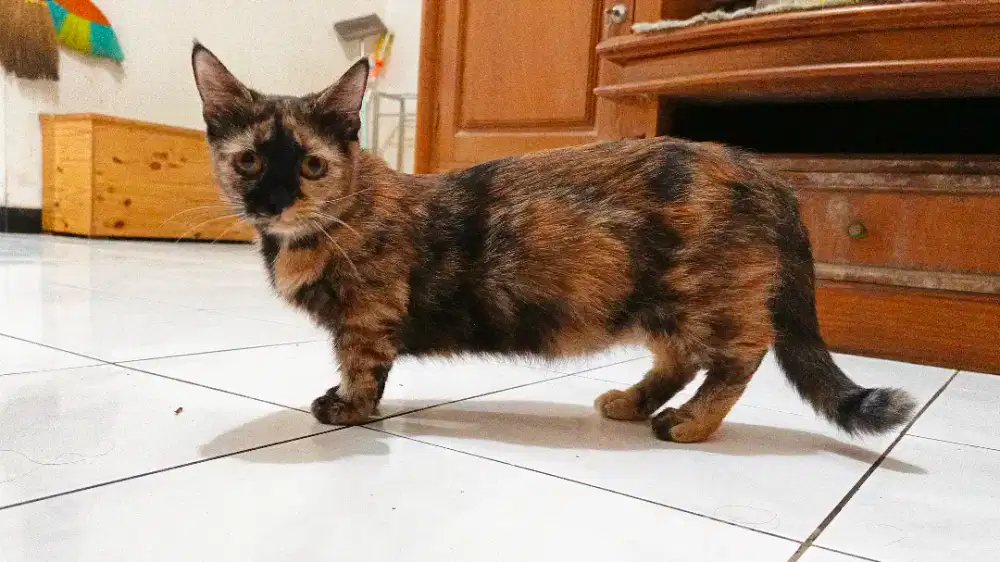 Munchkin Betina Proven Bonus Kitten