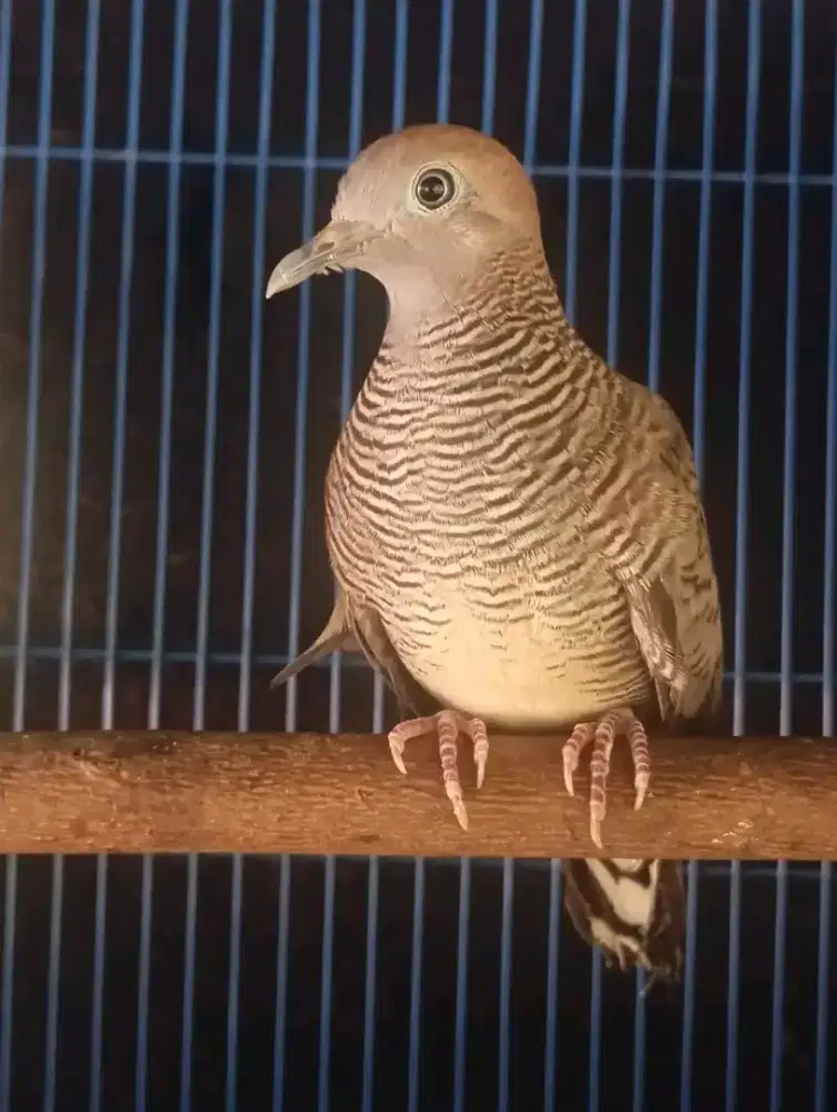 BURUNG PERKUTUT LOKAL KALUNG TEPUK GACOR