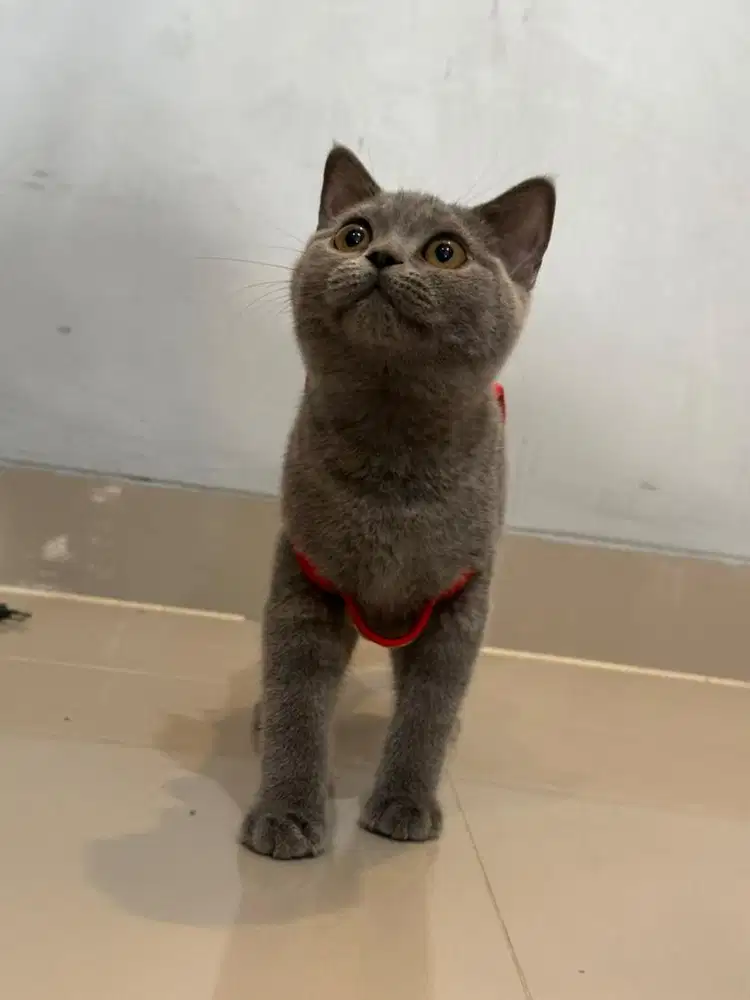 Kucing BSH british short hair blue