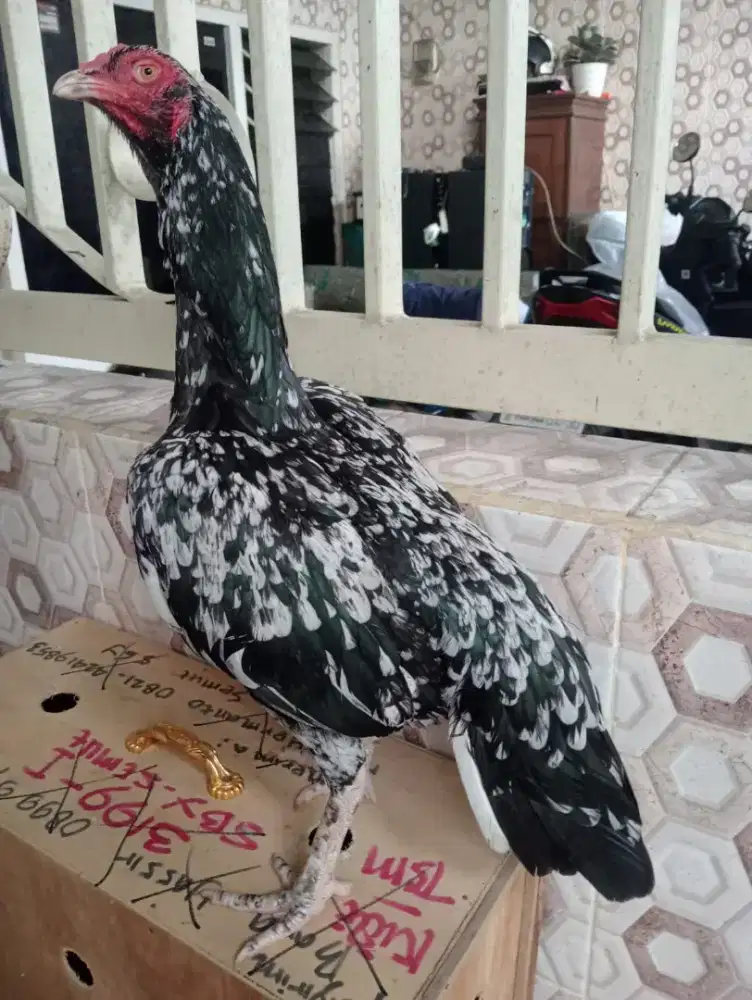 Ayam Betina Bangkok blorok tokek