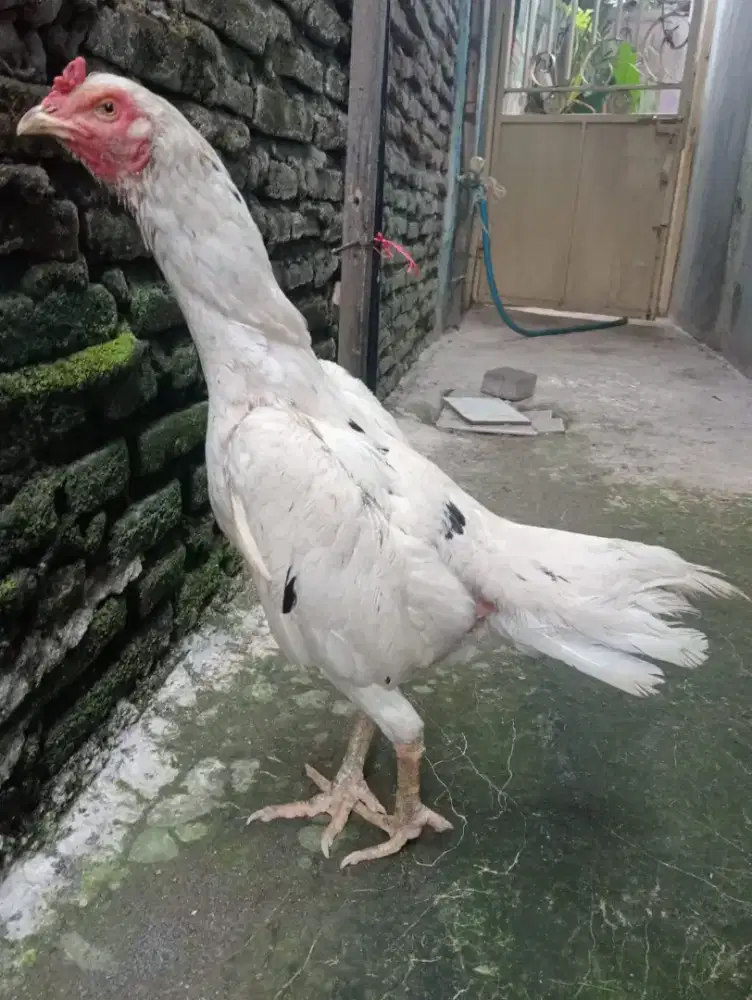 Ayam Bangkok body big