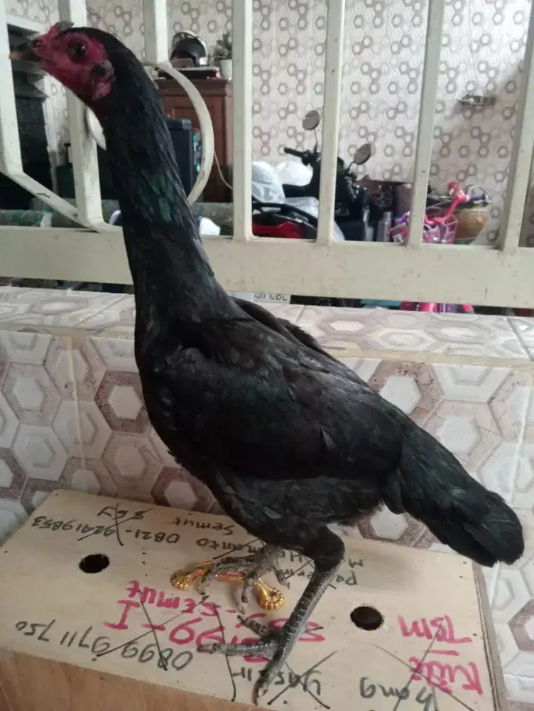 Ayam betina Mangon Silangan Bangkok