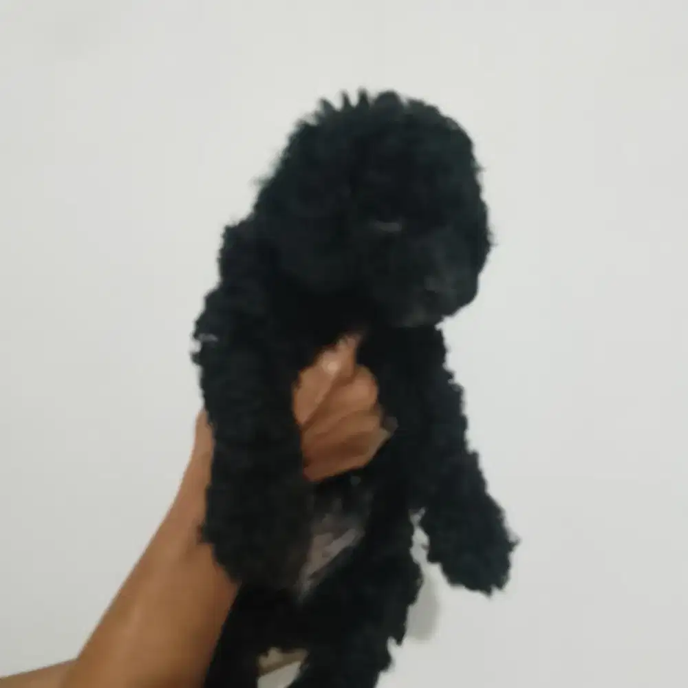 Toy poodle white & grey