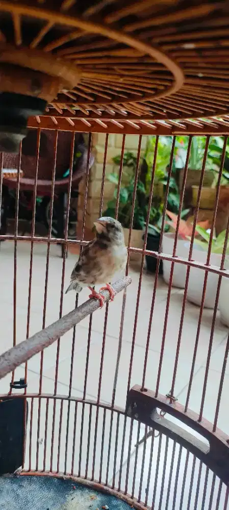 Dijual Blacktrout dewasa gacor