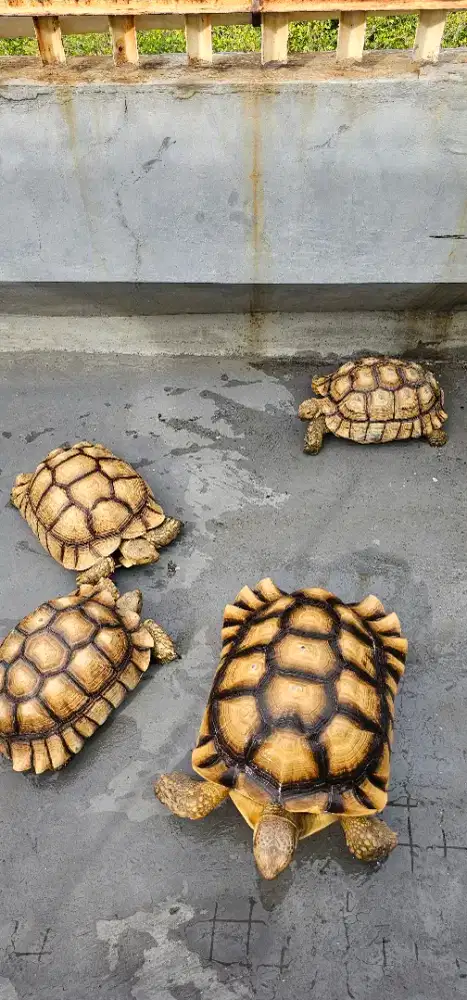 Kura kura darat sulcata jumbo 4 ekor