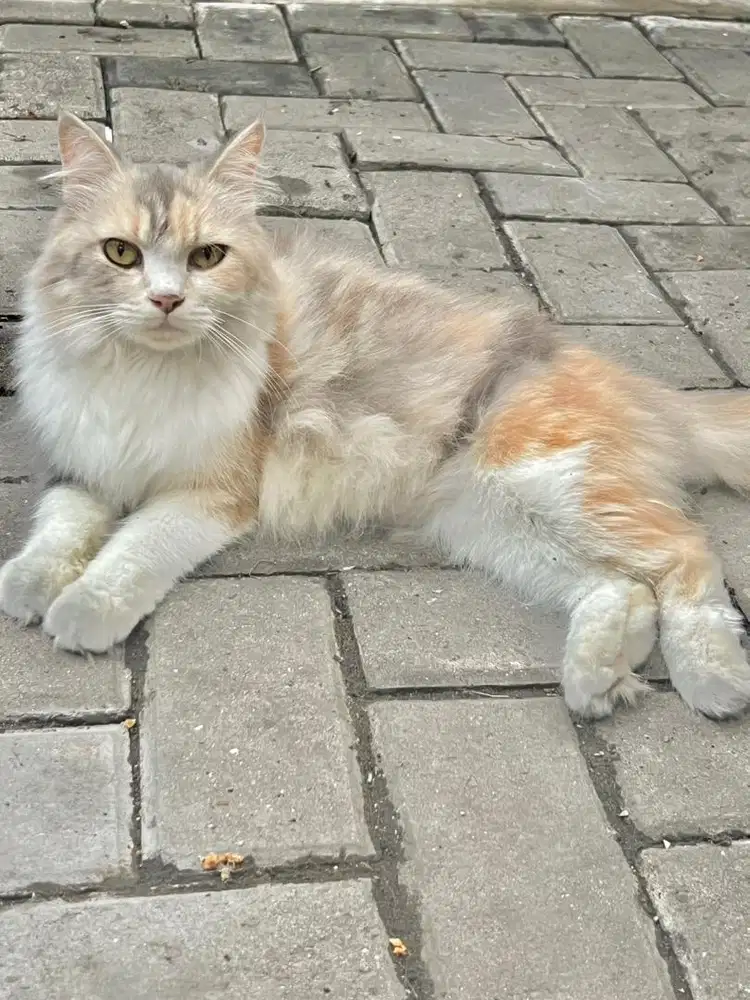 Kucing persia betina