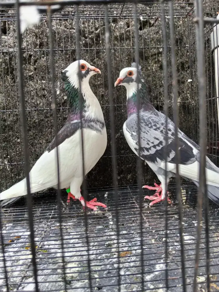 Sepasang Merpati Blangtong