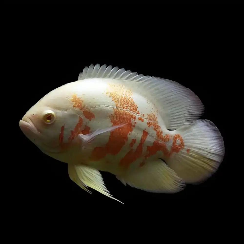 Oscar Tiger Albino Jumbo Indukan (Fix Female)