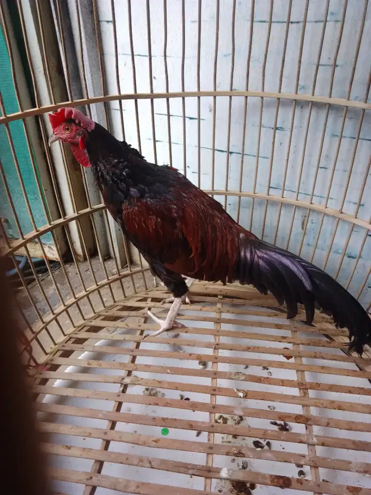 Ayam bekisar ORI usia 9bln prospect suara