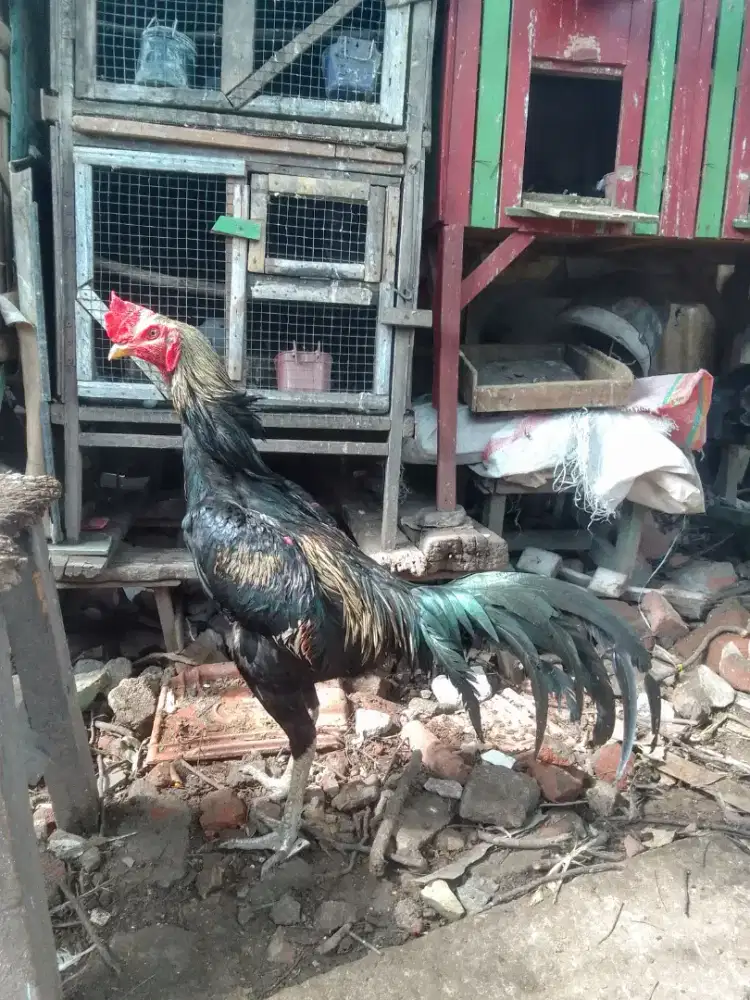 Pama Muda 8bln belum abaran, ukuran 5,5an tinggi n bahu bagus