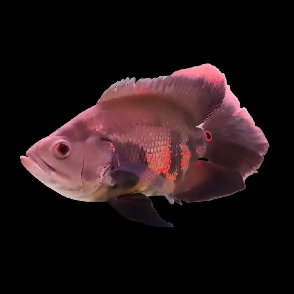 Oscar Black Tiger Slayer Short Body / SB Rare Item Big Size