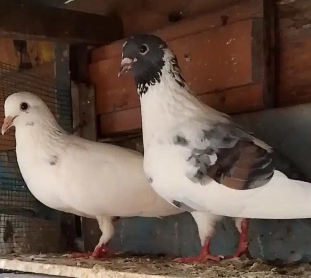 Burung merpati/dara sepasang jual cepat