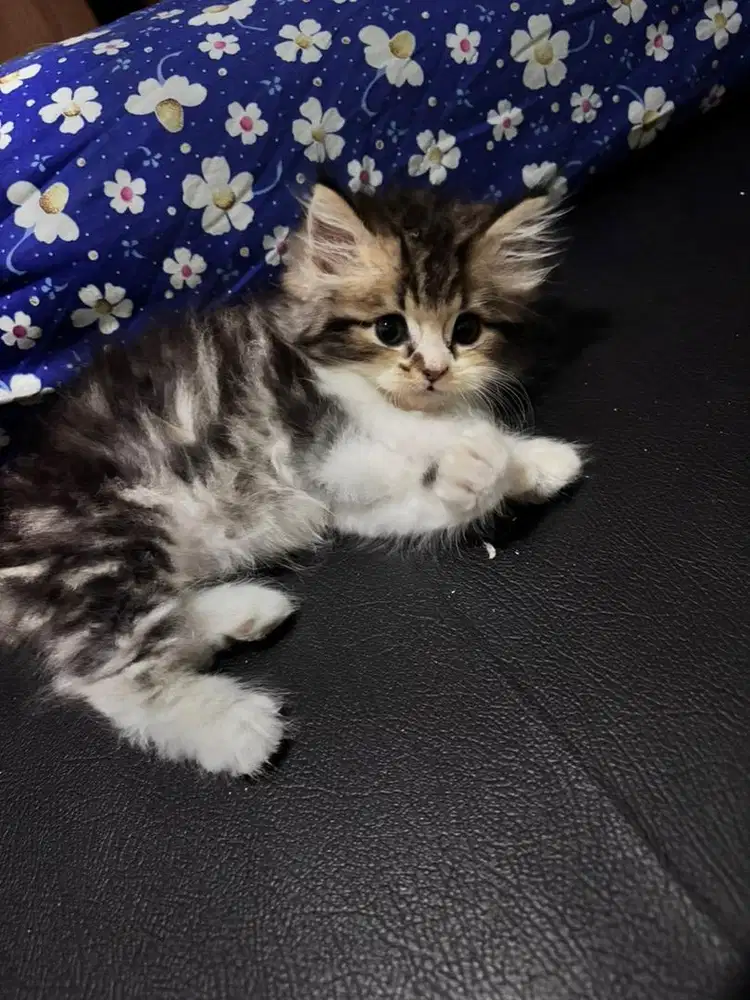 Kitten persia,long hair flat nose