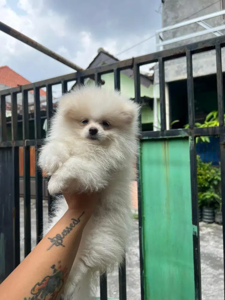 Minipom betina stb vaksin