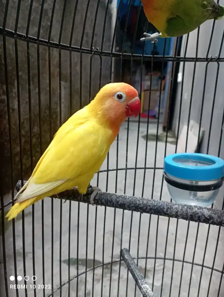 Lovebird Muda Berisik