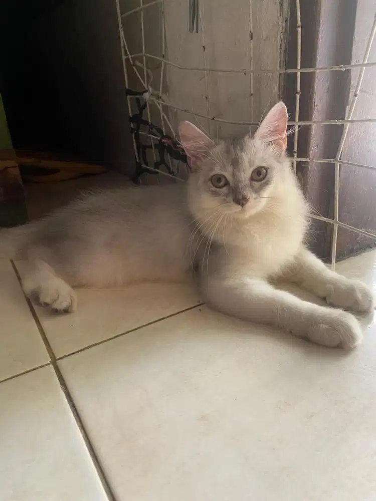 BSH (British Short Hair) & BLH (British Long Hair)