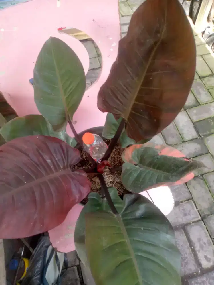 Tanaman Blackardinan