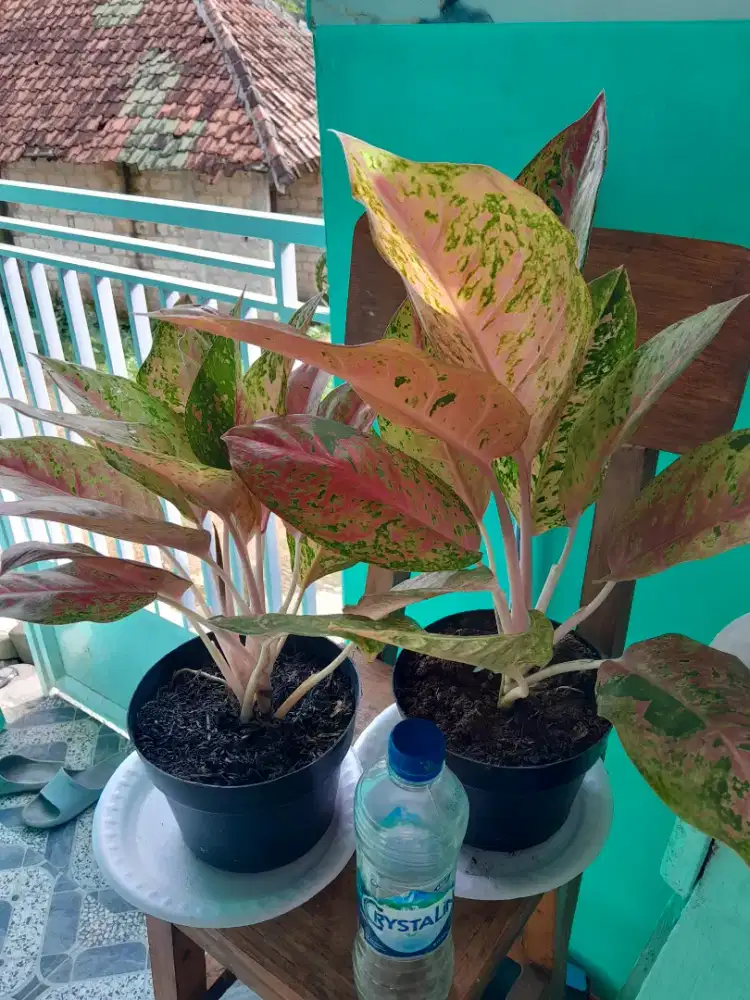 Jual pohon aglonema,bagus dan subur,seha2 pogon aglonema nya