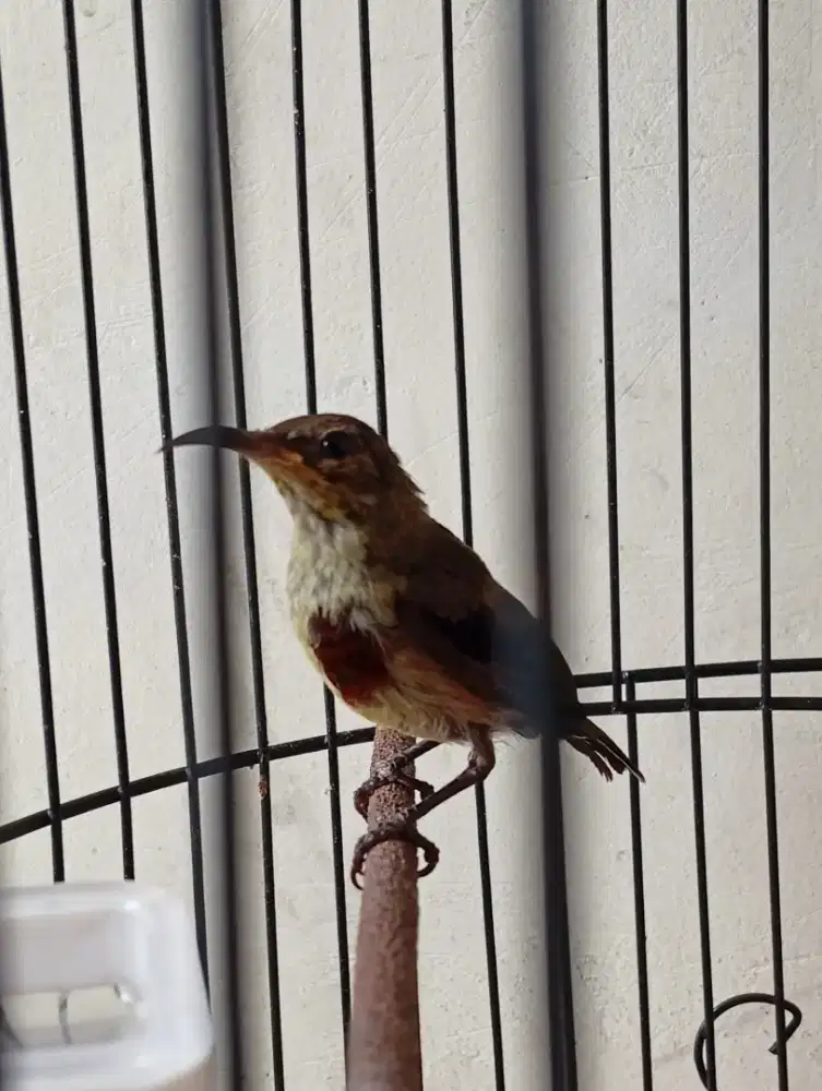 Konin Natuna trotol jantan