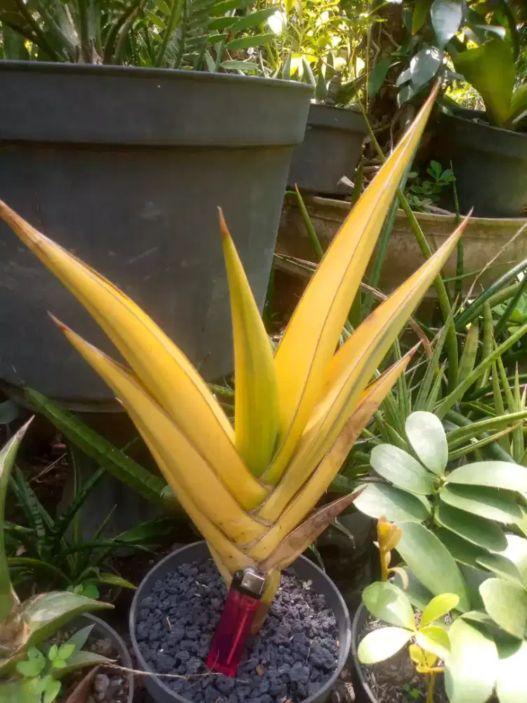 Tanaman Pinguin black