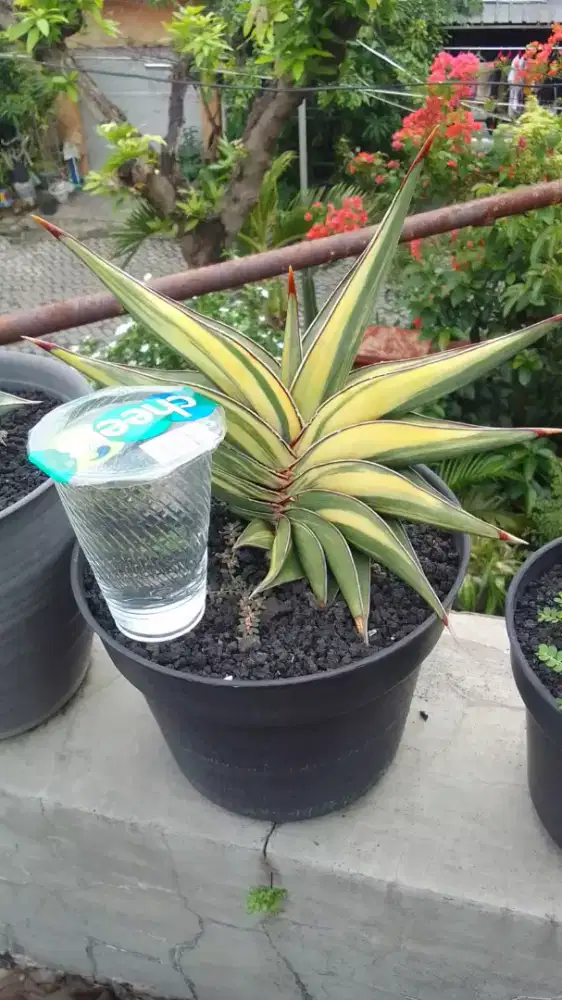 Tanaman Rorida Rorida