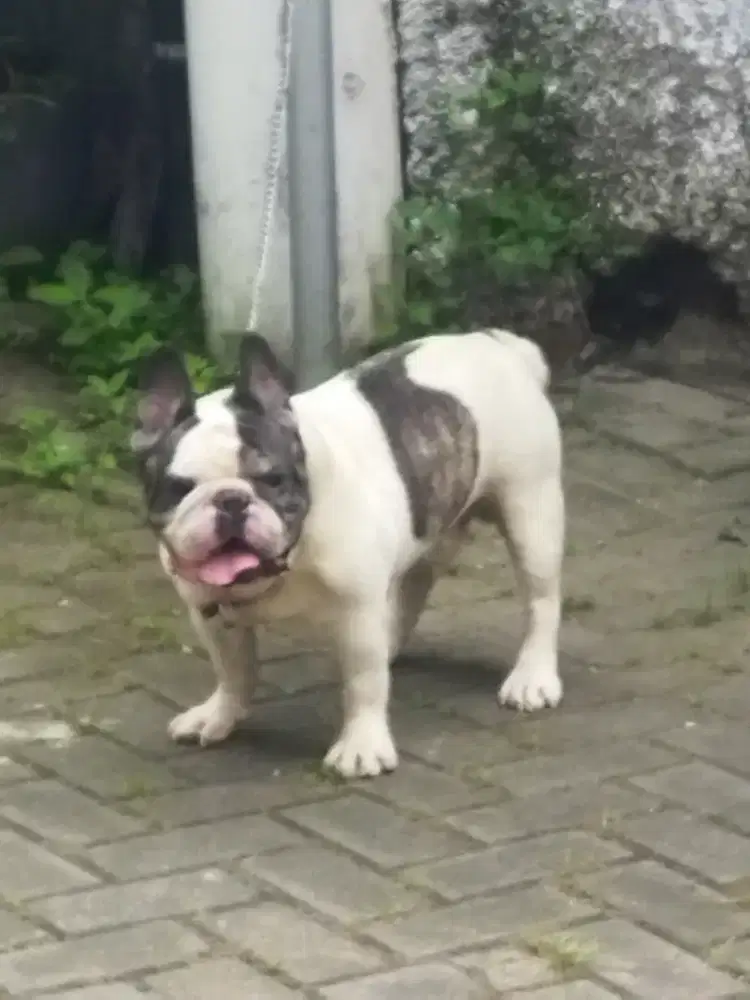 FRENCH BULLDOG PEJANTAN TANGGUH