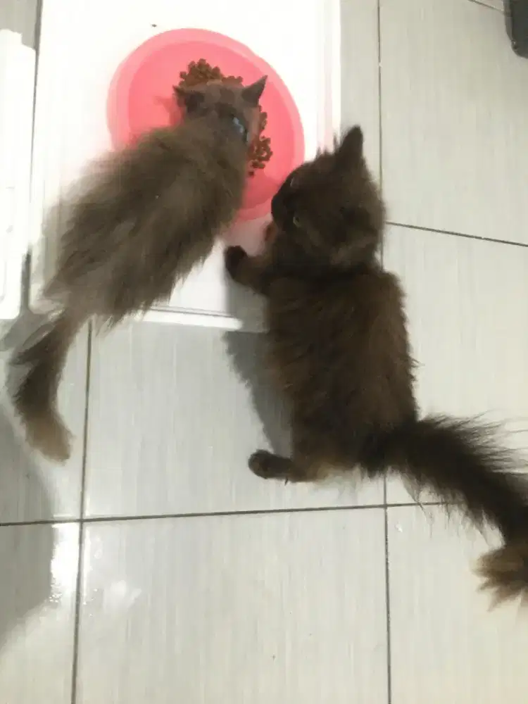 Kucing anggora sepasang