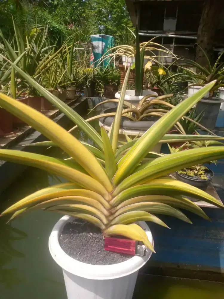 Tanaman Lav 95 Lav 95