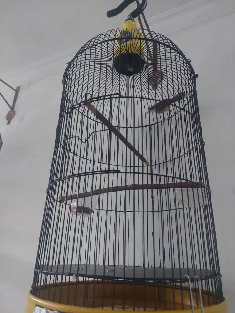 Burung semi ciblek gacor