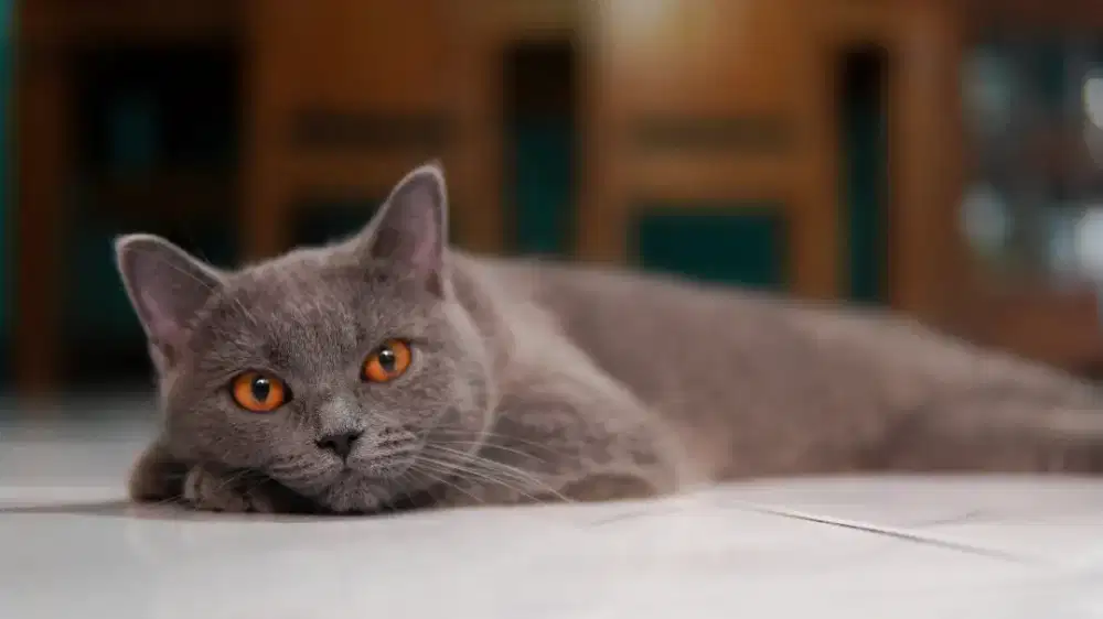 British shor hair BSH betina blue