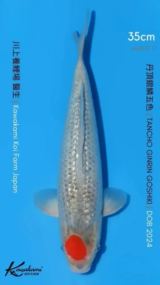 Koi Tancho Goshiki Kawakami