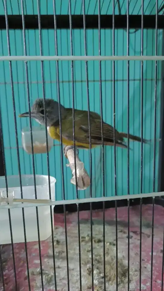 Burung samyong jantan muda