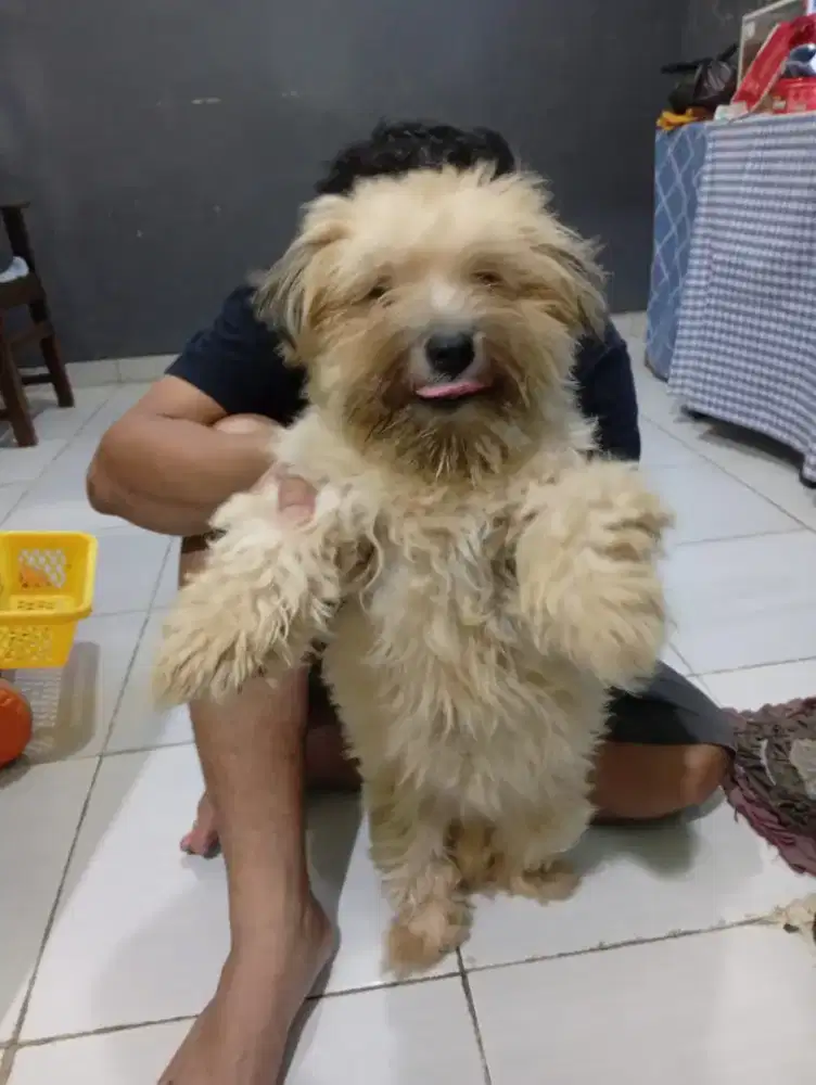 Anjing Maltese Betina lucu penurut lincah dan SEHAT