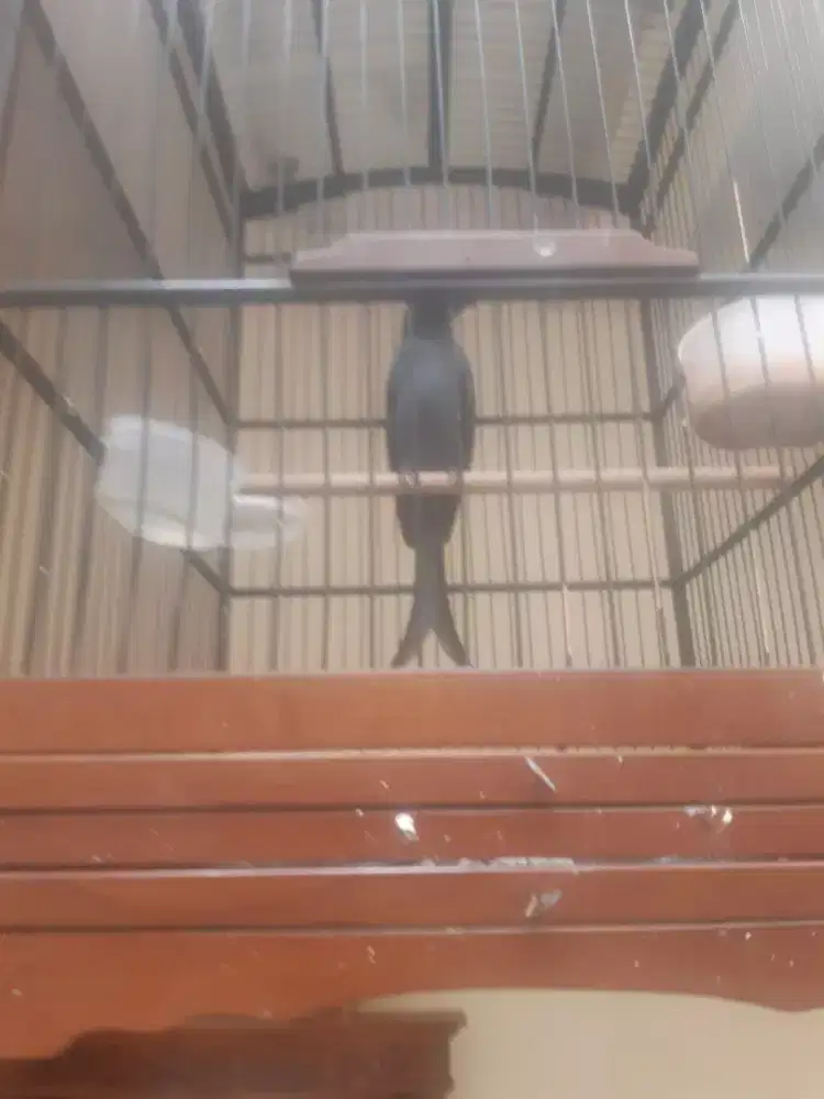 Burung srigunting abu gacor   puset