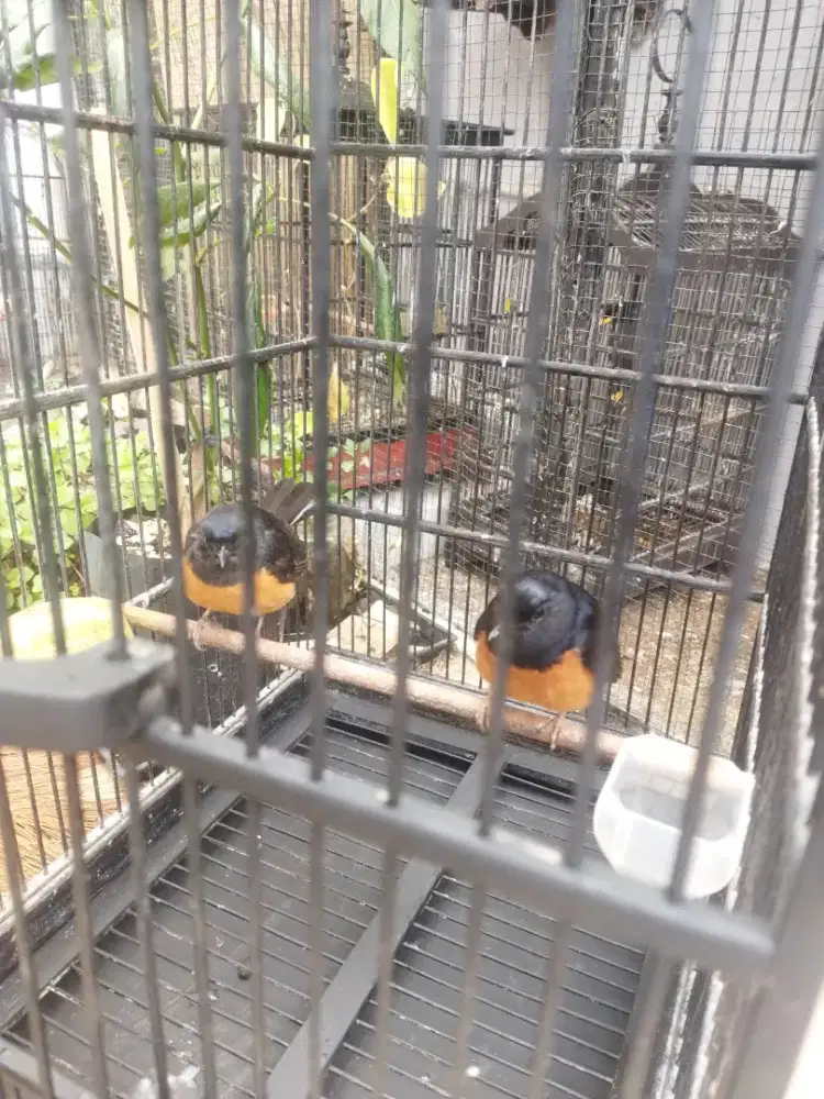 Sepasang Burung Murai Batu