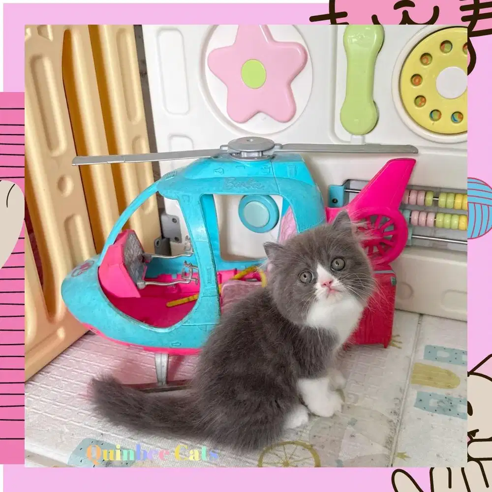 kucing Persia Flatnose Jantan Blue White / Abu Putih