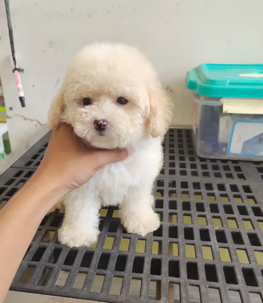 Super tiny poodle light apricot female
