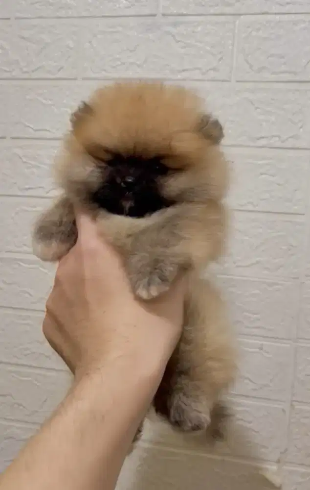 Mini pom betina ulat bulu