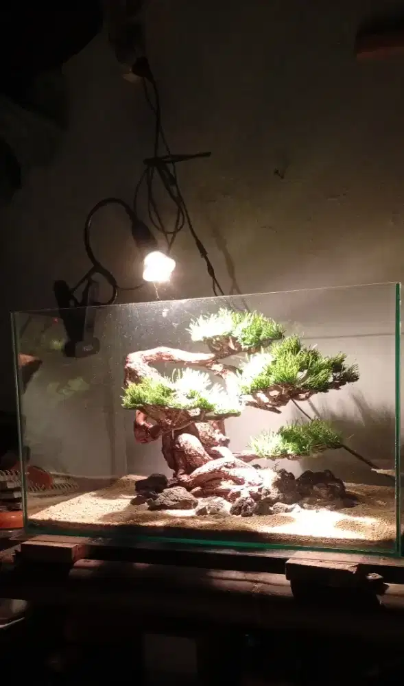 Aquarium Baru Tema Bonsai Artficial Kayu Santigi Laut