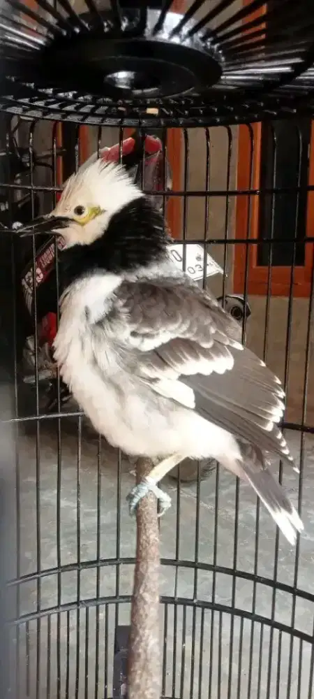 BURUNG JALAK HONGKONG GACORAN MEWAH