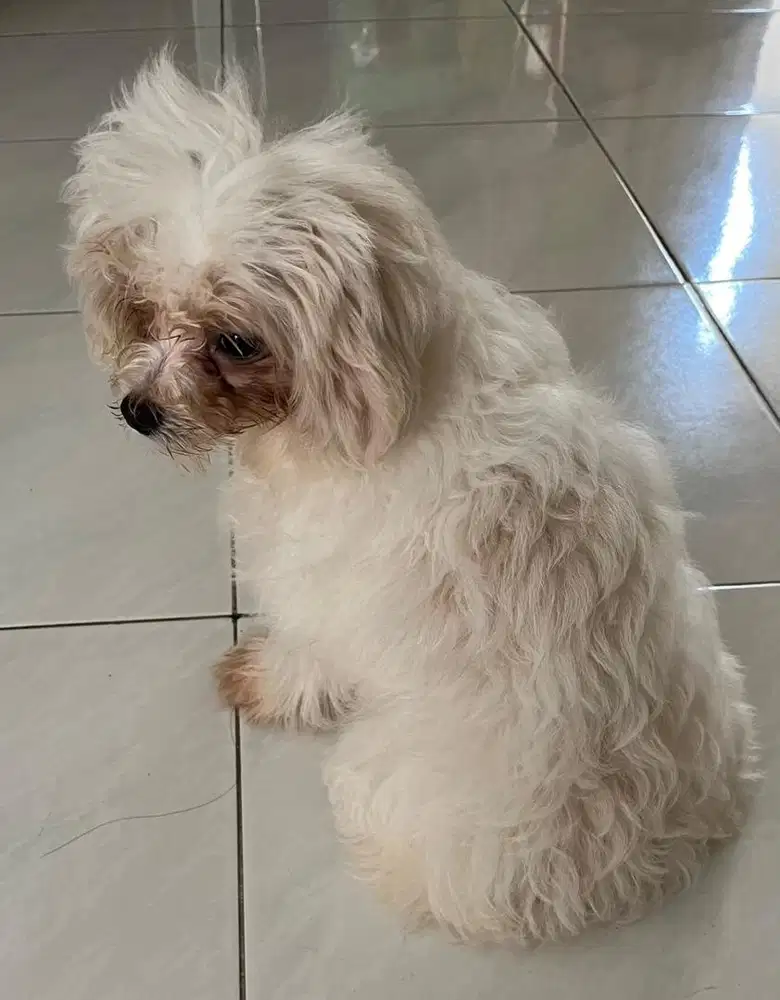 Baby maltipoo betina cantik