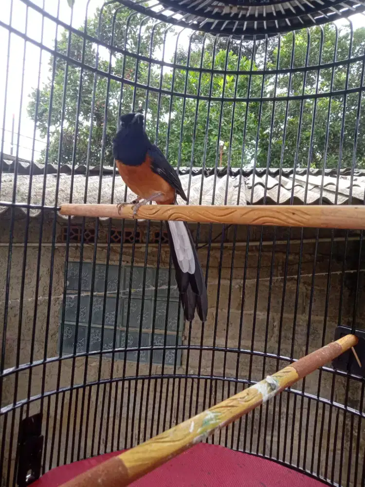 Burung murai batu gacor