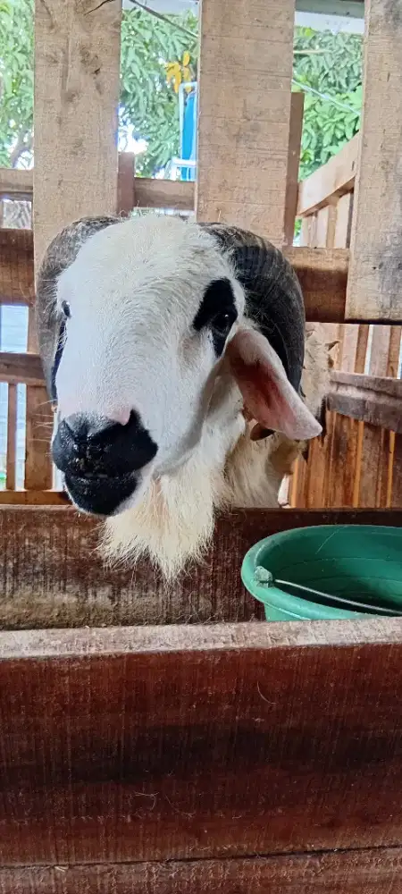 Dijual dua ekor kambing